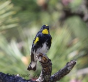 6S3A9986Yellow-Rumped_Warbler_Audubon's_Subspecies