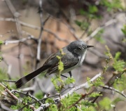 6S3A9987Black-Capped_Gnatcatcher_Female