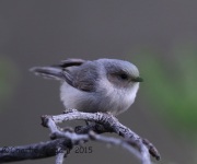 6S3A9989Bushtit