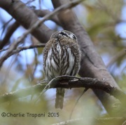 6S3A9989Northern_Pygmy_Owl_Female