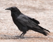 IMG_7076Raven