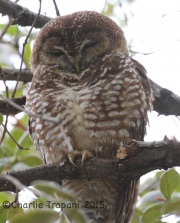 IMG_7155Spotted_Owl