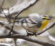 IMG_7261Grace's_Warbler