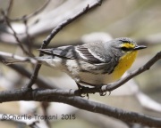 IMG_7263Grace's_Warbler