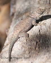 IMG_7275Lizard