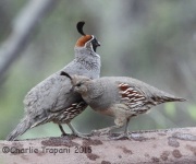 IMG_7330Gamble's_Quail