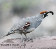 IMG_7335Gamble's_Quail