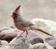 IMG_7352Pyrrhuloxia