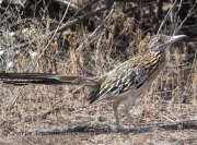 IMG_7403Greater_Roadrunner