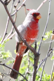 IMG_7408Pyrrhuloxia