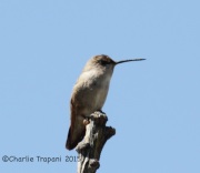 IMG_7414Hummingbird_montosa_Canyon