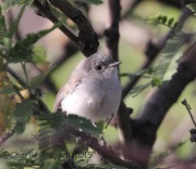 IMG_7440Black-Tailed_Gnatcatcher