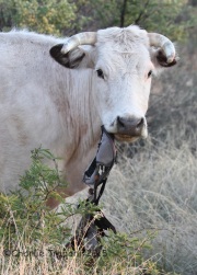 IMG_7470Cow_Eating_Old_Bag