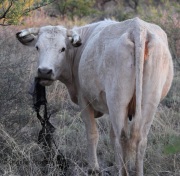 IMG_7478Cow_Eating_Gym_Bag