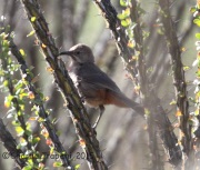 IMG_7506Crissal_Thrasher