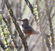 IMG_7510Crissal_Thrasher