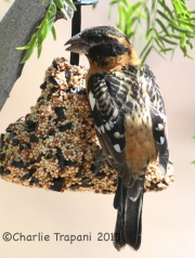 IMG_7517Black-Headed_Grosbeak