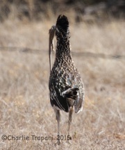 IMG_7527Greater_Road_Runner
