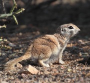 IMG_7565Ground_Squirrel