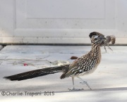 IMG_7571Greater_Roadrunner