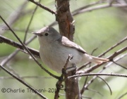 IMG_7604Lucy's_Warbler