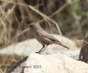 IMG_7632Rock_Wren