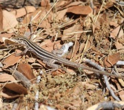 IMG_7637Lizard