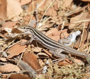 IMG_7638Lizard