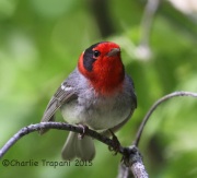 IMG_7665Red-Faced_Warbler
