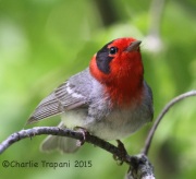 IMG_7666Red-Faced_Warbler