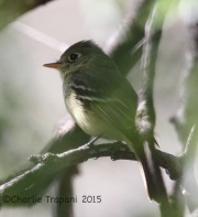 IMG_7681Cordilleran_Flycatcher