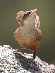 IMG_7727Canyon_Wren