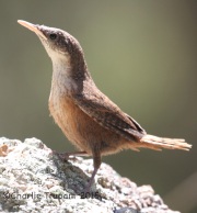 IMG_7729Canyon_Wren