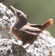 IMG_7736Canyon_Wren