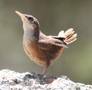 IMG_7750Canyon_Wren
