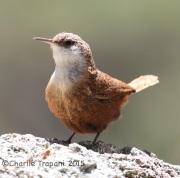 IMG_7758Canyon_Wren