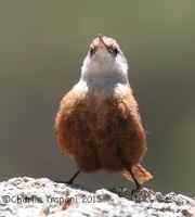 IMG_7761Canyon_Wren