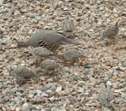 IMG_7787Gamble's_quail