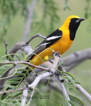 IMG_7788Hooded_Oriole
