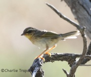 IMG_7795Rufous-Capped_Warbler