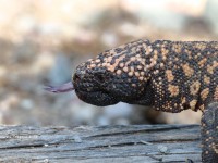 0J6A0098Gila_Monster