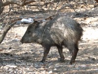 0J6A0119Javelina