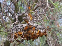 0J6A0129Paper_Wasps