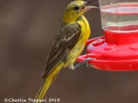 0J6A0206Hooded_Oriole