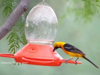 0J6A0228Hooded_Oriole