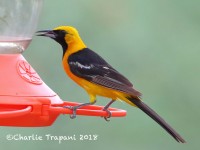 0J6A0231Hooded_Oriole