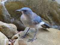 0J6A0343Mexican_Jay