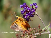 0J6A0347Skipper