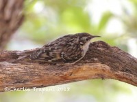 0J6A0373Brown_Creeper