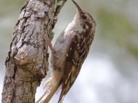 0J6A0384Brown_Creeper